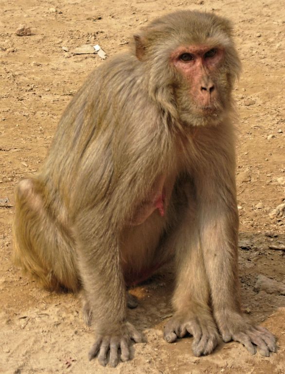 A freindly monkey in the Agra Fort in India